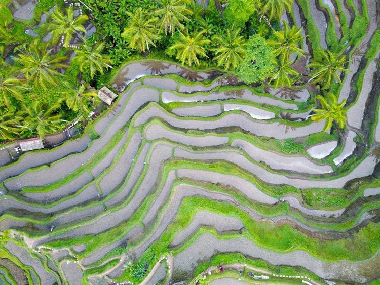 An ariel view of rice terraces