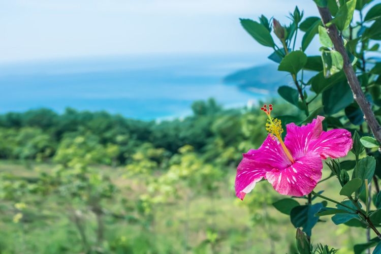 A pink hibiscus flower blooming in Hawaii
