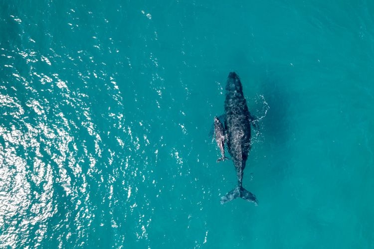 An ariel shot of a humpback whale and calf in the ocean