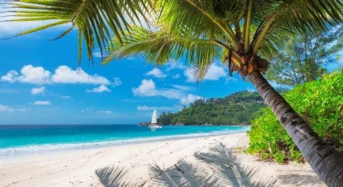 White sand palm fringed beach in Jamaica