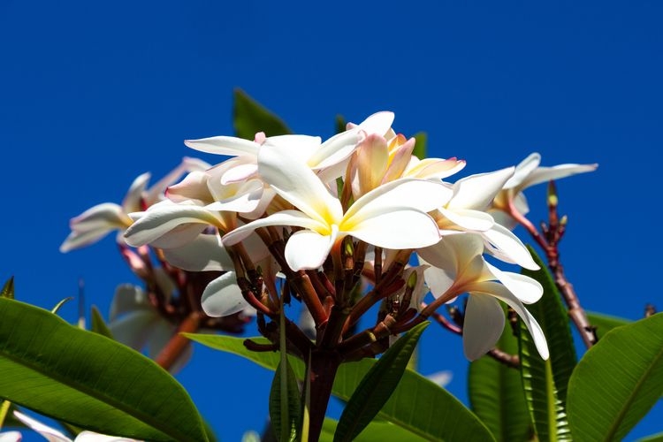 The best time to visit Kauai, Hawaii, botanical garden blossom, March, Top Villas