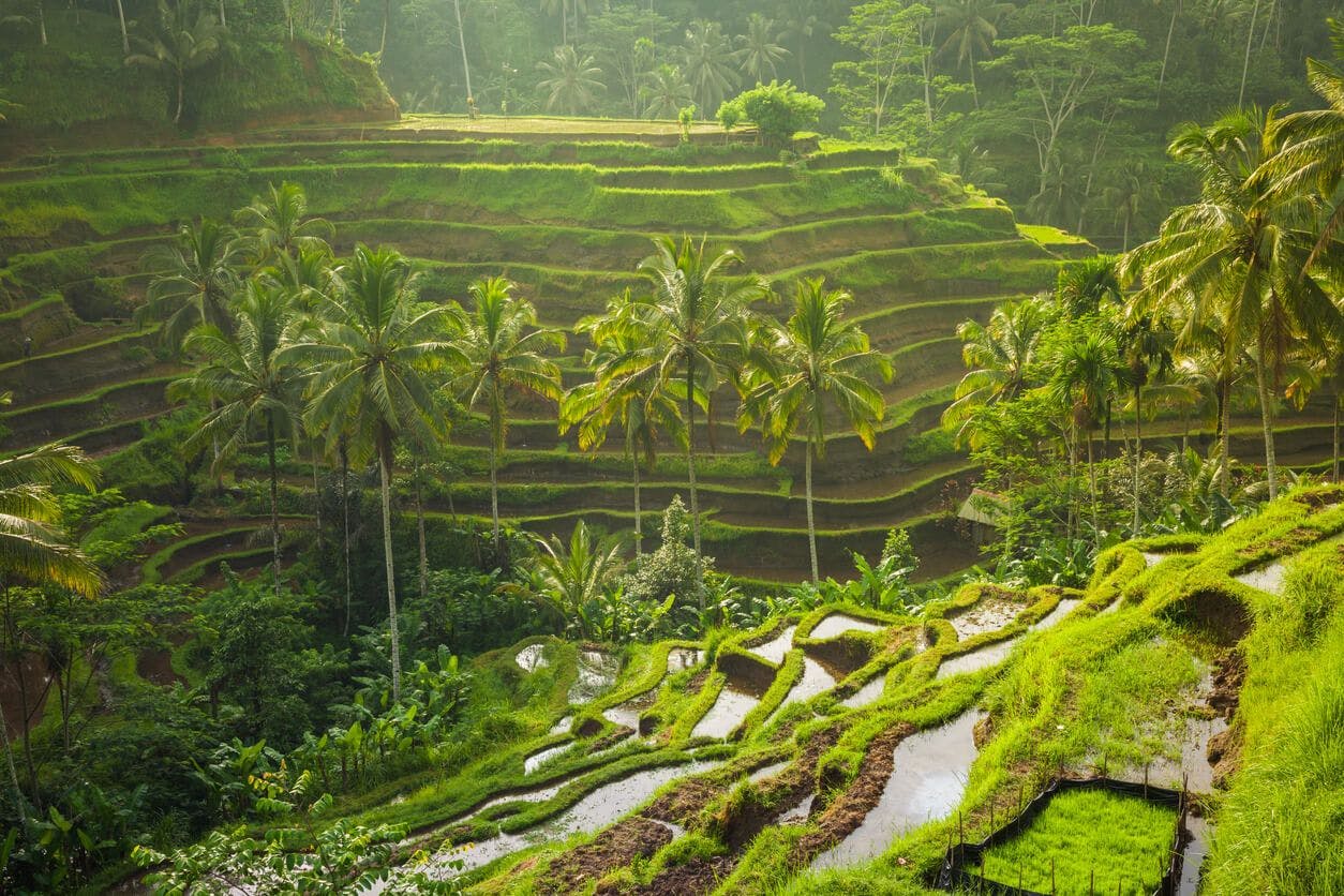 An amazing view of the rice terraces in Bali