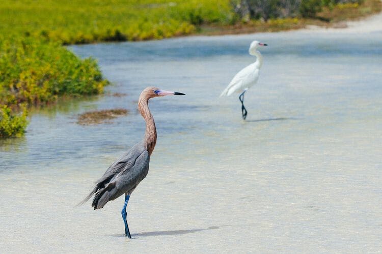 Egrets relax in the waters of Turks and Caicos