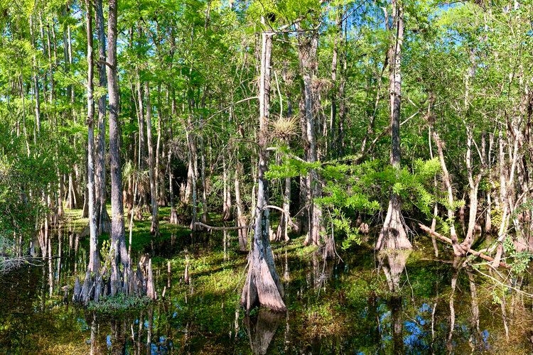 Cape Coral Six Mile Cypress Slough Preserve, Things to do in Cape Coral