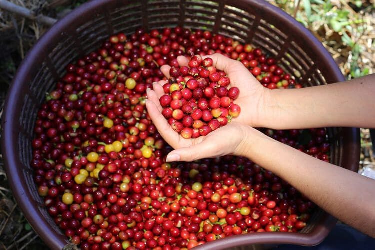 A person in Costa Rica holds a handful of raw coffee beans