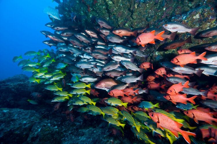 A shoal of colorful fish in Costa Rica