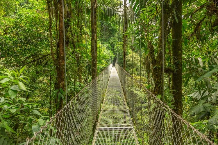 A tree top bridge leads through the Costa Rican rainforest