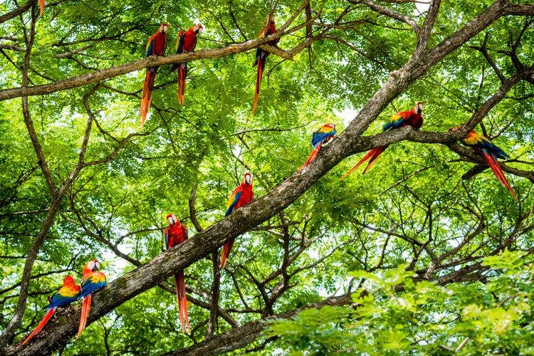 A flock of red parrots in Costa Rica