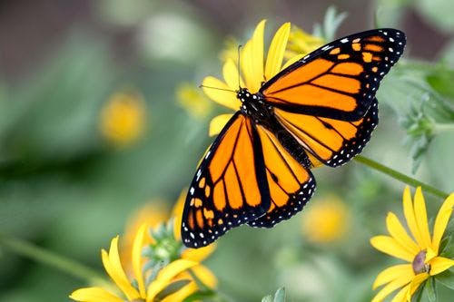 An orange and black monarch butterfly on a yellow flower