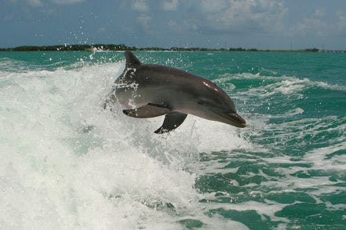 A wild bottlenose dolphin leaping out of the water