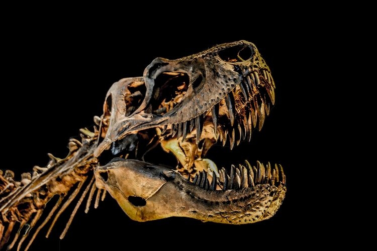 things-to-do-in-asheville-dino-skeleton.jpg