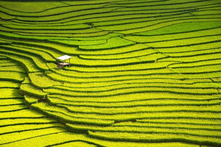 Rice terraces carved into a hillside in Indonesia
