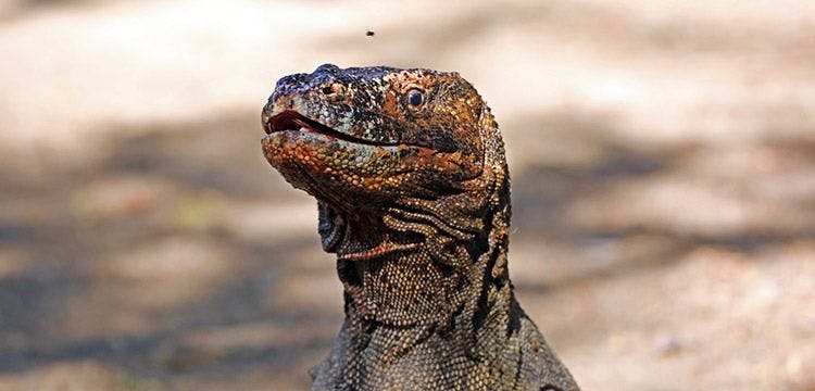 A Komodo dragon stretches its head up into frame