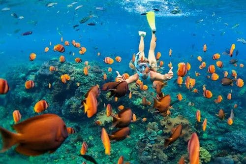 A person snorkeling amongst tropical fish