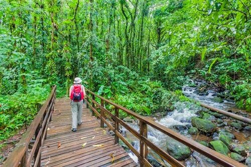 A person walking acorss and wooden bridge in a rainforest