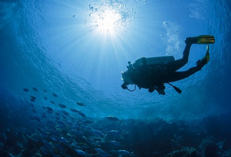 Below shot of scuba diver swimming towards a shoal of fish