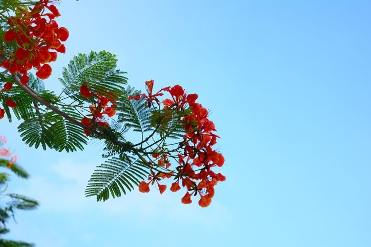 A red Caesalpinia pulcherrima flower against clear blue sky