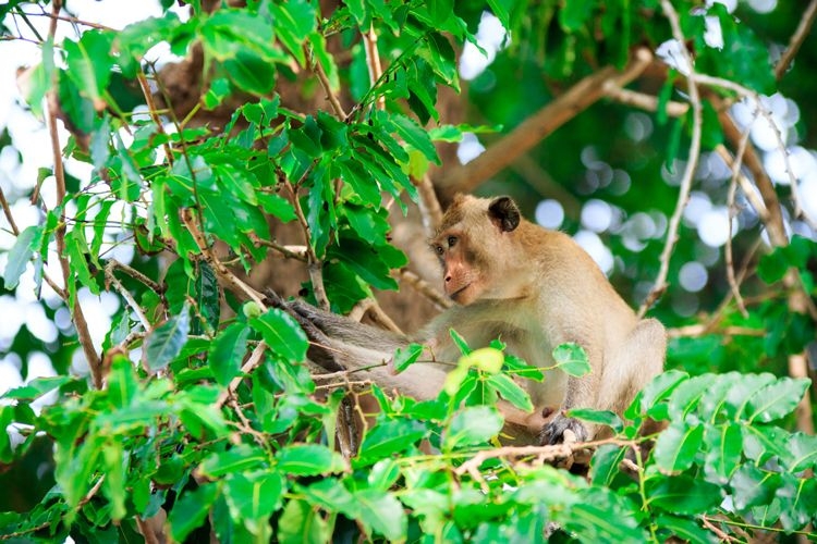 A wild monkey in a tree