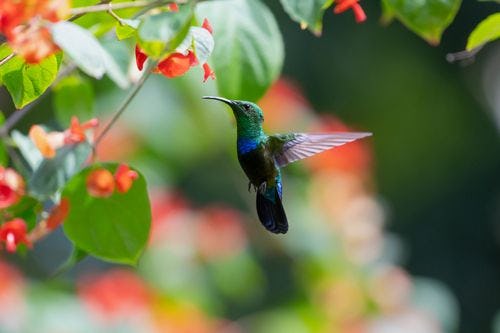 A hummingbird hovering by a tropical flower in a Barbados rainforest