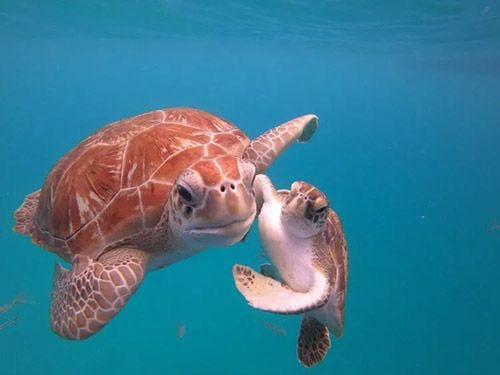 A mother and baby sea turtle
