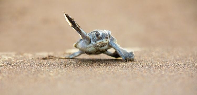 A baby sea turtle flapping its way across golden sand to reach the sea