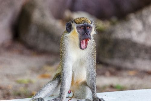 A surprised looking monkey in Barbados