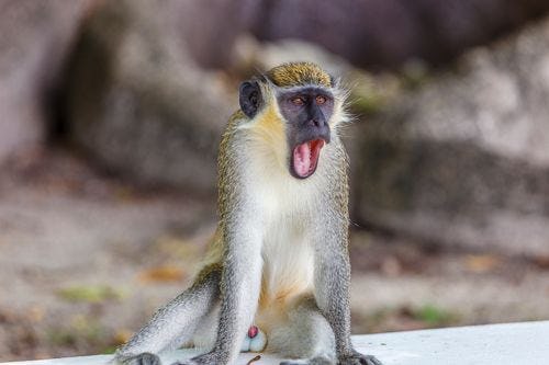 A surprised looking monkey in Barbados