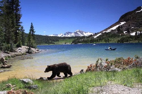 A black bear by a lake in a national park