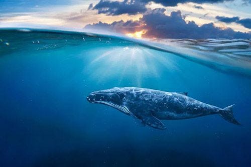 A humpback whale beneath the waves 