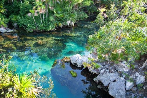 Colorful waters and lush vegetation in a cenote