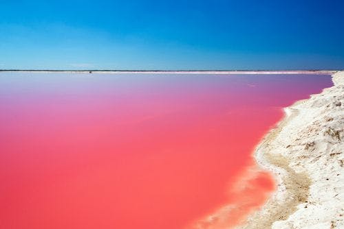 Pink waters of salt flats