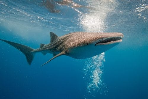 A whale shark swimming in the sea
