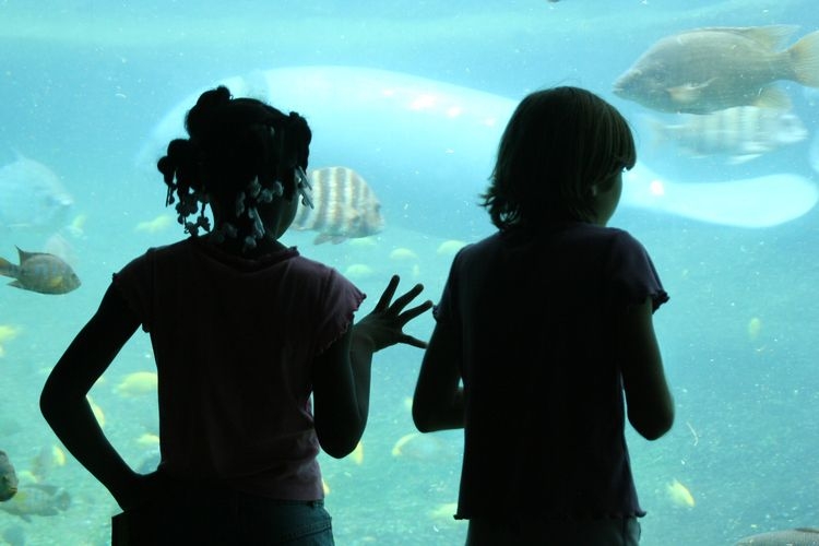 Things to do in Cape Coral, aquarium day