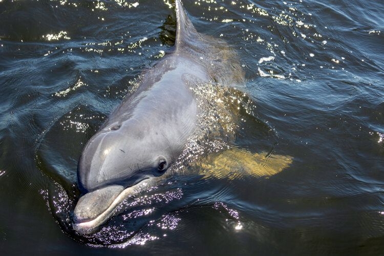 Things to do in Cape Coral, dolphin