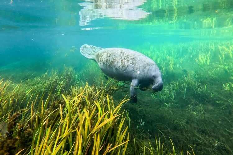 Things to do in Cape Coral, manatee tour, Florida