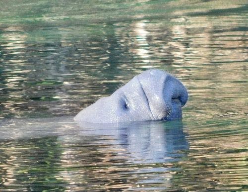 A manatee sticking it's head above water