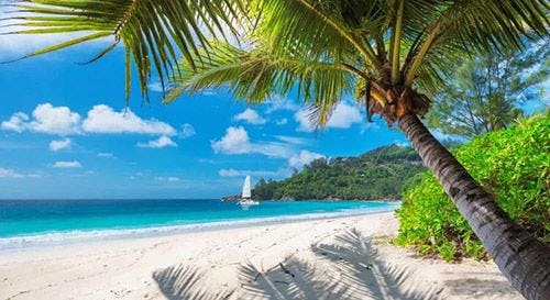 A white sand, palm-fringed Caribbean beach