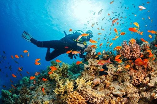 A person scuba diving on a reef with colorful fish