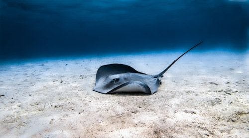 A stingray drifting over sand at the bottom of the sea