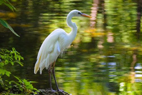 A white egret by a Florida lake