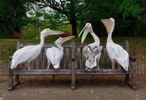 Four pelicans on a park bench