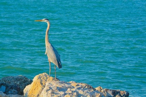 A blue heron on a rock by the water