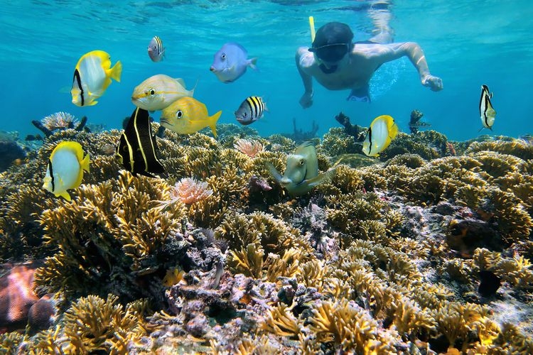 Things to do in Costa Rica, snorkelling, Top Villas