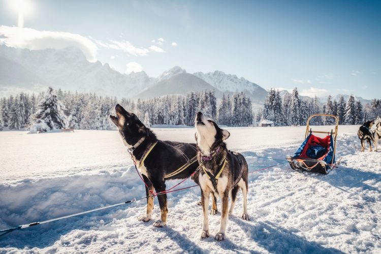 Things to do in Courchevel, dog sleighing, Top Villas
