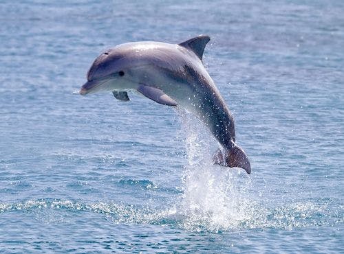 A wild bottlenose dolphin jumping out of the water