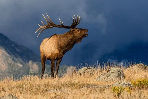An adult male elk stands on a grassy hill with storm clouds behind