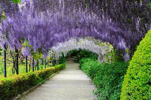 A tunnel of purple wisteria in an Italian garden