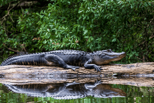 An alligator on a log in the Everglades