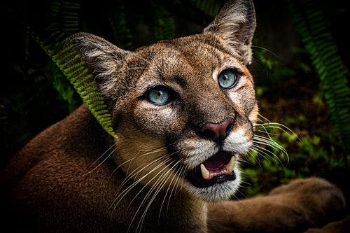 Portrait of a Florida panther or puma amongst woodland undergrowth