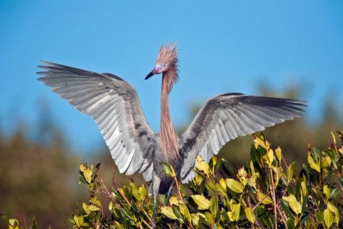 A heron spreads its wings sitting on a bush
